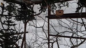 Лесные птицы с канарейками зимой.