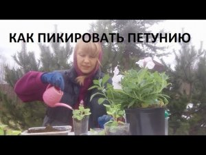 Как пикировать петунию.