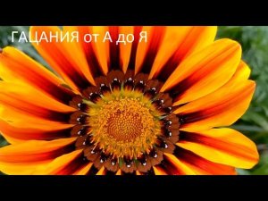 Гацания от А до Я