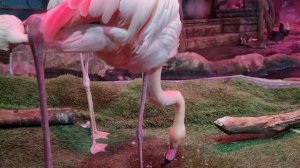 Greater flamingo