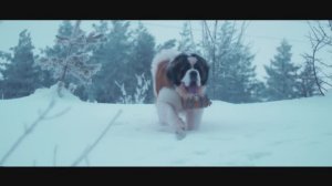 Фильм. Сенбернар ЖАРДЕН ИЗ СОЛНЕЧНОГО ЗАБАЙКАЛЬЯ (18 мес.) Щенки сенбернара +79171154106