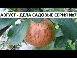 Август - дела садовые серия №7