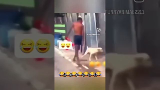 Приколы с животными