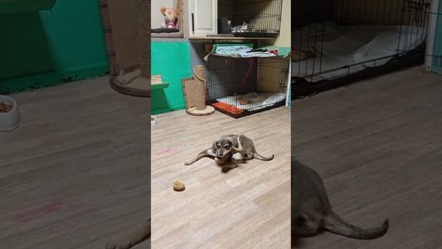 Щеночек в дар