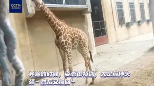 Как бегает жираф?