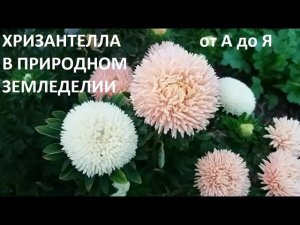 Хризантелла от А до Я