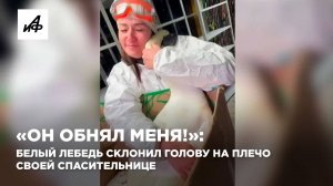 «Он обнял меня!»: белый лебедь склонил голову на плечо своей спасительнице