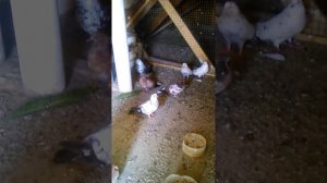 НИКОЛАЕВСКИЕ ГОЛУБИ. Г. САЛЬСК