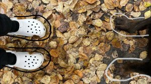 VLOG 24 | В сад с ротвейлером | 2 курс клиническая психология | Пары в госпитале