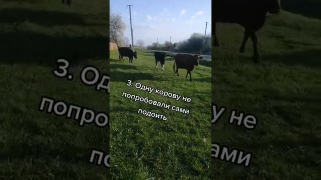 3 ошибки при покупке коров