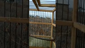 Ловля Щеглов