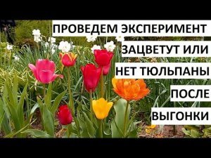 Тюльпаны после выгонки стоят очень дешево))) но зацветут ли они?