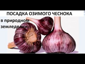 Посадка озимого чеснока в природном земледелии.
