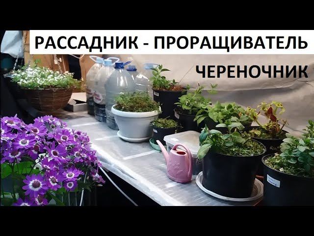 Рассадник - проращиватель - череночник.