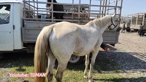 Лошади, Курчалой рынок, в Чечне