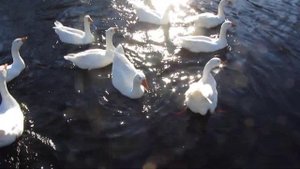 ГУСИ/ ШИПЯТ...