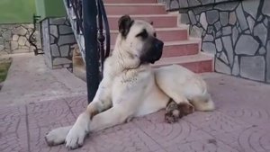 Турецкий Боз кангал