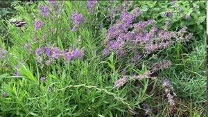 ❄️Зимостойкая ЛАВАНДА 🌸Сорт МАНСТЭД ⭐️Обзор 🌸Lavandula angustifolia ‘MANSTEAD’🌸