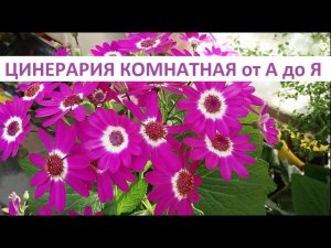 Цинерария комнатная от А до Я.