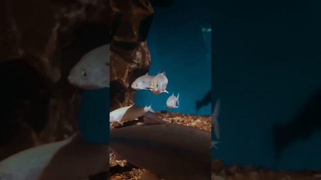 Байкальский омуль — рыба семейства лососёвых, эндемик озера Байкал. 🐟 #сибирь #омуль #байкал