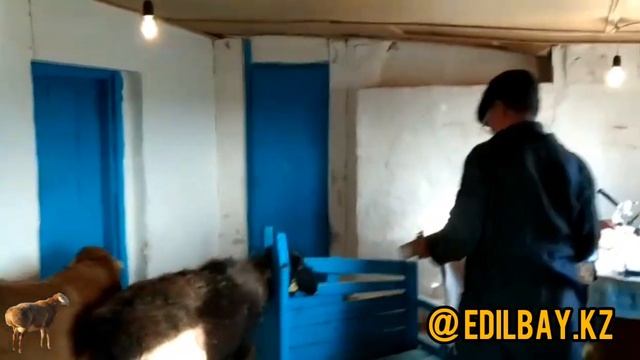 Эдильбаевские овцы на осеминение . ТОО Бирлик