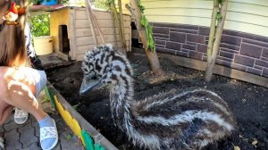 Эму 50 дней – страус с Сарой Абрамовной и Катей 😂🐶👌