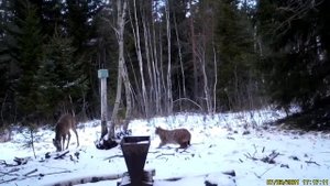 Рысь атакует.