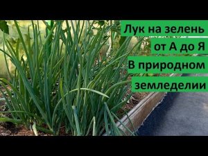 Лук на зелень от А до Я.