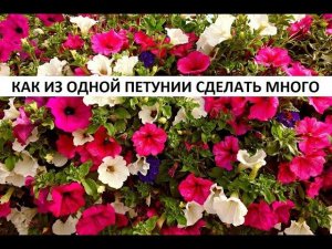 Как из одной петунии сделать много.