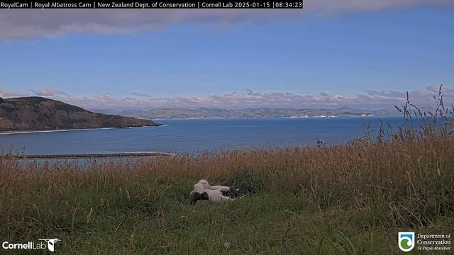 Альбатрос. Мама прилетела смотреть онлайн