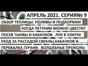 Апрель №9. Уход за рассадой в теплице. Волшебные проколы.
