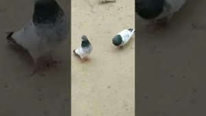 Голуби Пакистана