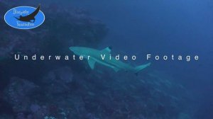 0624_black tip reef shark, 4K underwater video footage