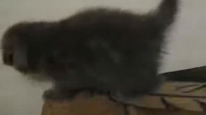 котенок плюется ! прибавь звук