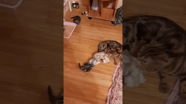 шотландские вислоухая котята