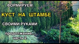 ✂️Как сделать ШТАМБ из КУСТА часть 2🌴Формировка деревцем своими руками🐝 Пузыреплодник ‘Диабло’