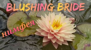 Кувшинка (нимфея) Блашинг Брайд . Water lily (nymphaea) Blushing Bride.