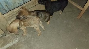 Херсонщина 15 января 2025 года