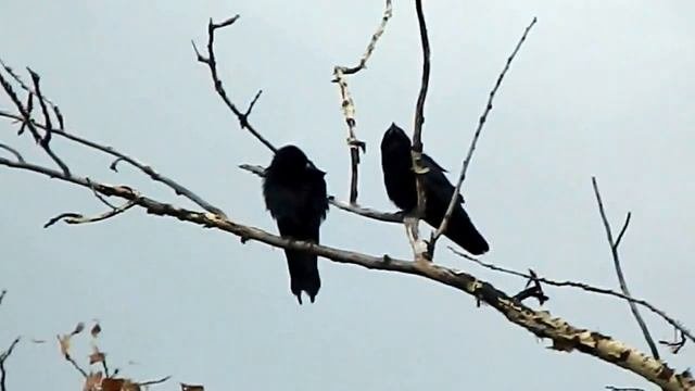 Вороны ругаются