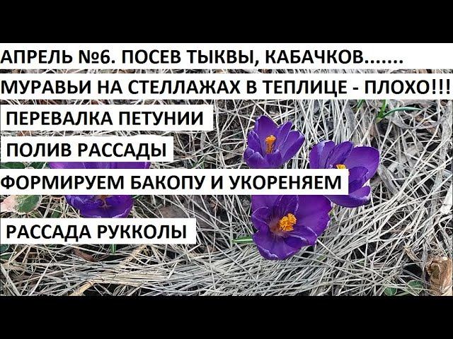 Апрель №6.Сажаем тыквы, кабачки и патиссоны. Формируем бакопу и.......