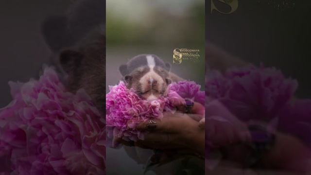 📞+7 916 505-78-42 Продаются щенки 🐶 Сибирский хаски. Питомник "СВОБОДНАЯ СТАЯ" ✍️ Гульнара Жианшина