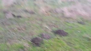 Охота на зайца с русским охотничьим спаниелем Дусей