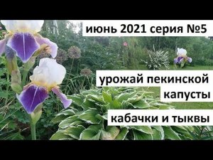 Июнь 2021 серия №5. Урожай пекинской капусты. Обзор посадок.