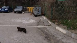 Кошачья свадьба в Крыму- на одну кошку семь котов
