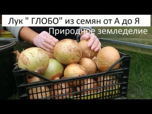 Лук "Глобо" из семян от А до Я.