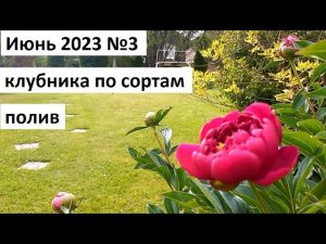 Июнь 2023 серия №3. Клубника по сортам. Полив лука и ранней капусты. Пекинская капуста "ча-ча".