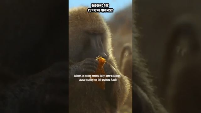 Baboons are cunning monkeys #wildlife #wild #animals #shorts #shortsfeed #viral #trending #facts #y