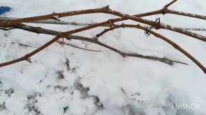 Обрезка и формировка куста винограда 4 ноября 2024 г