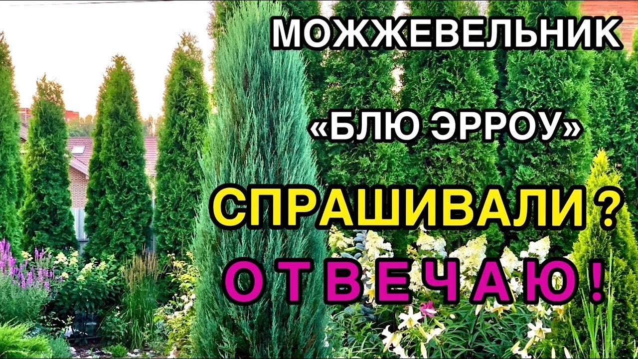 🌲Можжевельник скальный «Блю Эрроу»❓ВОПРОС-ОТВЕТ✅ Посадка_Уход_Укрытие на зиму_Почва_
