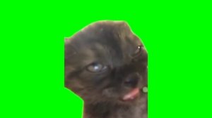 футажи котов (сборник)